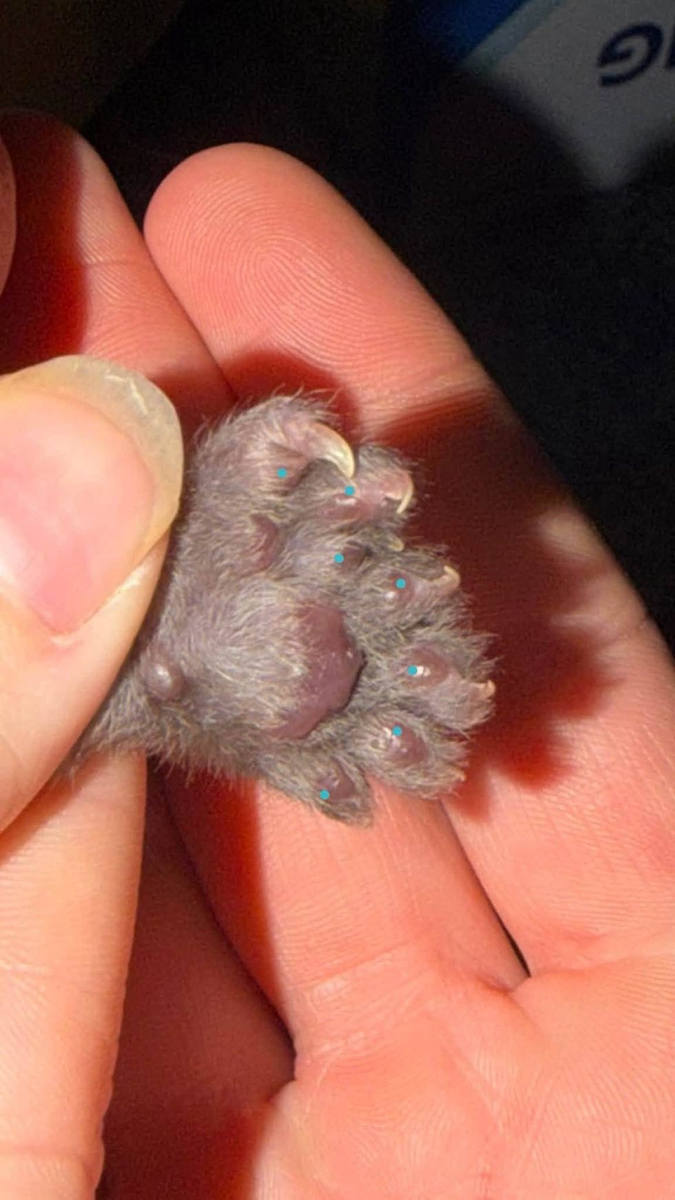 Erebus Anomaly's toes.
