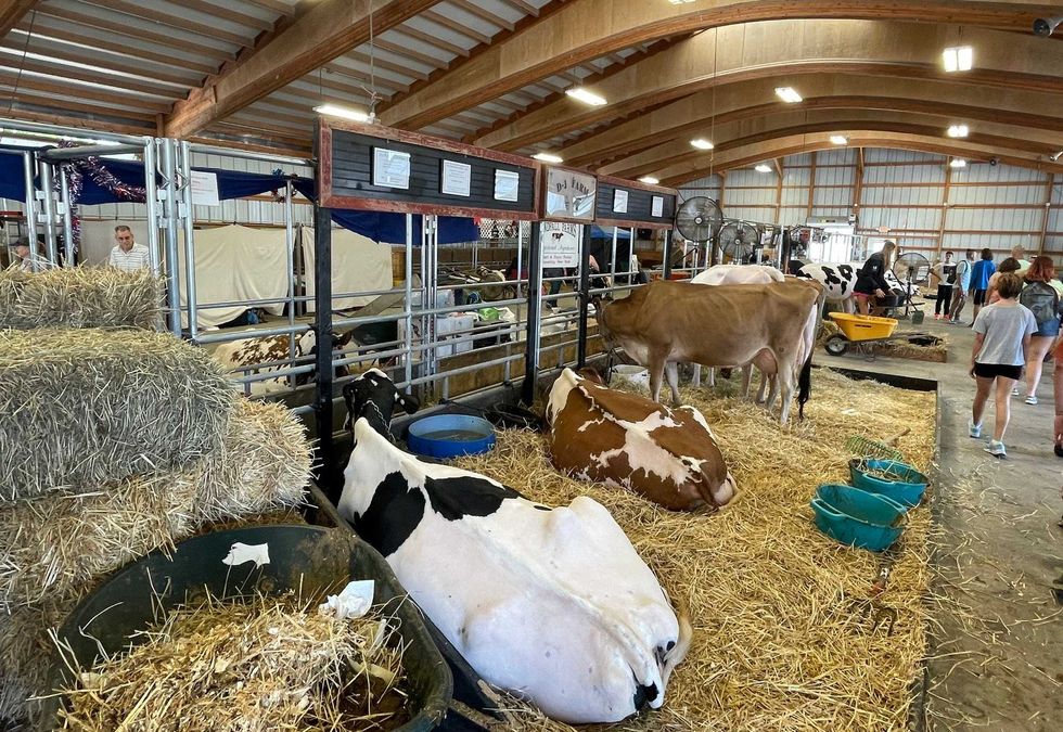 Erie County Fair cattle barn