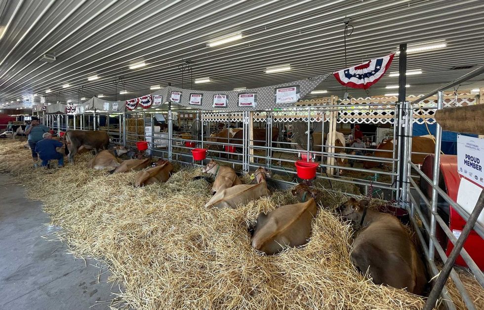 Erie County Fair cattle barn