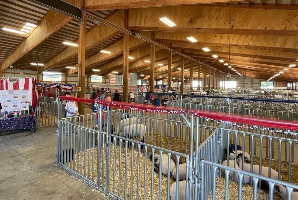 Erie County Fair sheep and goat barn