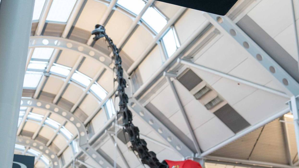 "Ernestine," the 75-foot long, towering Brachiosaurus skeleton replica in Terminal 1 at O'Hare Airport, is now sporting a Blackhawks sweater--with the number 100 on it to mark the team's centennial.