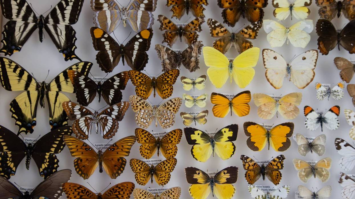ESPECIES PERDIDAS