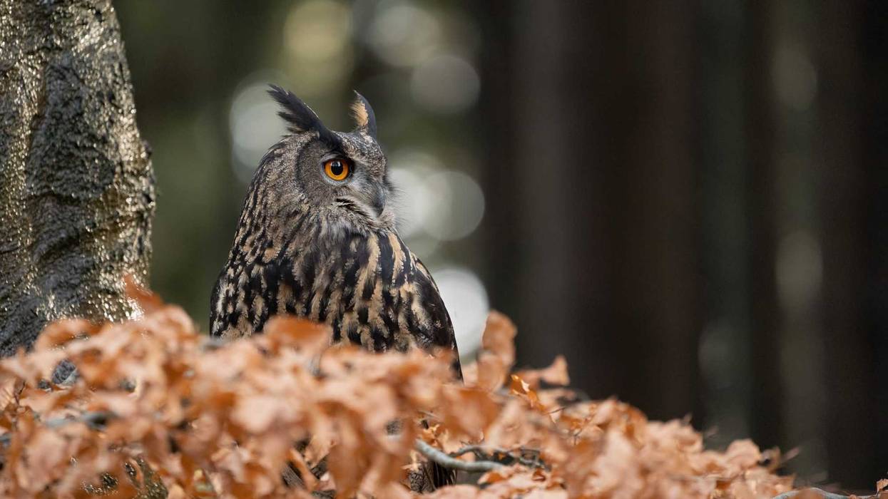 Eurasian eagle-owl