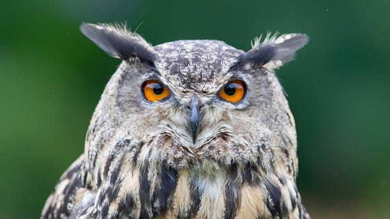 Eurasian Eagle Owl.