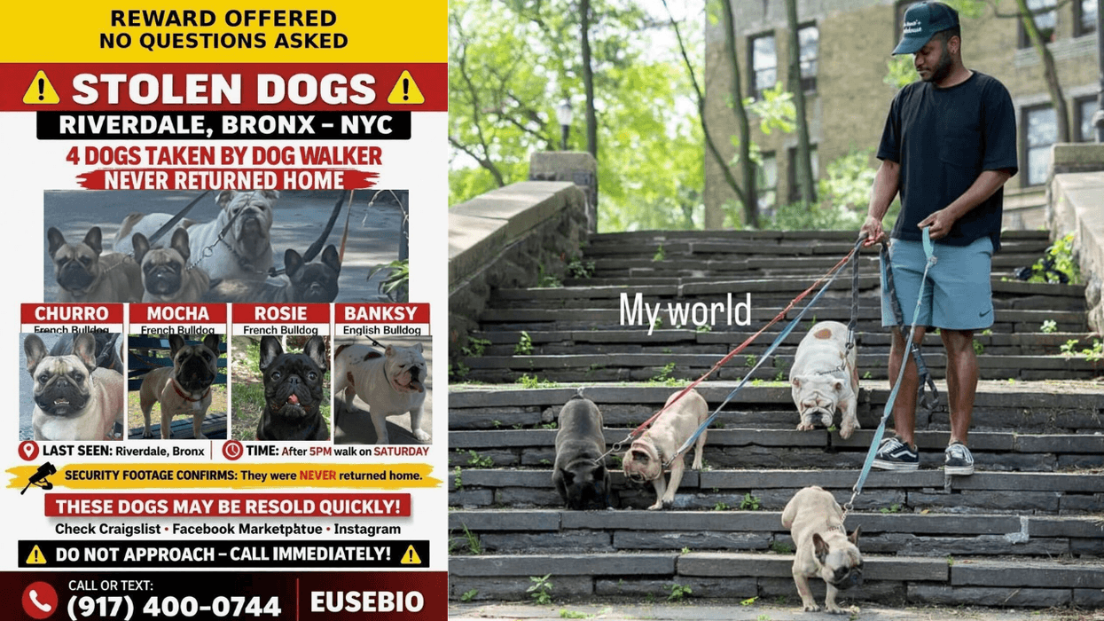 Bronx man pleads for safe return of his 4 bulldogs he believes were stolen by dog walker
