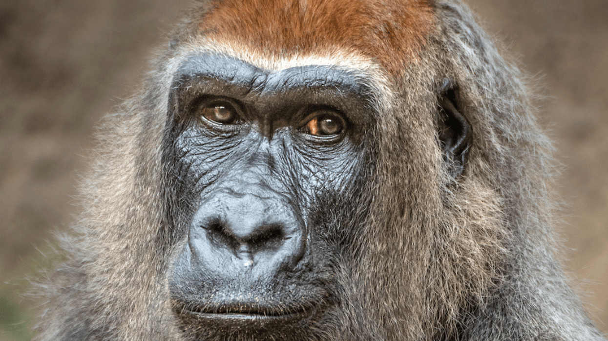Evelyn, LA Zoo's Oldest Gorilla, is Euthanized at Age 46