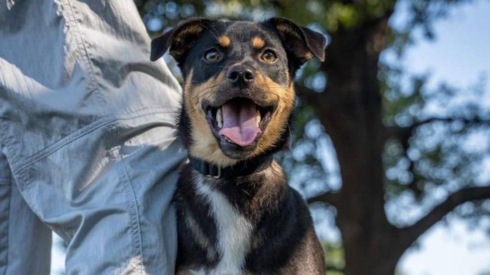 Everygreen @ Austin Humane Society 7/24/24