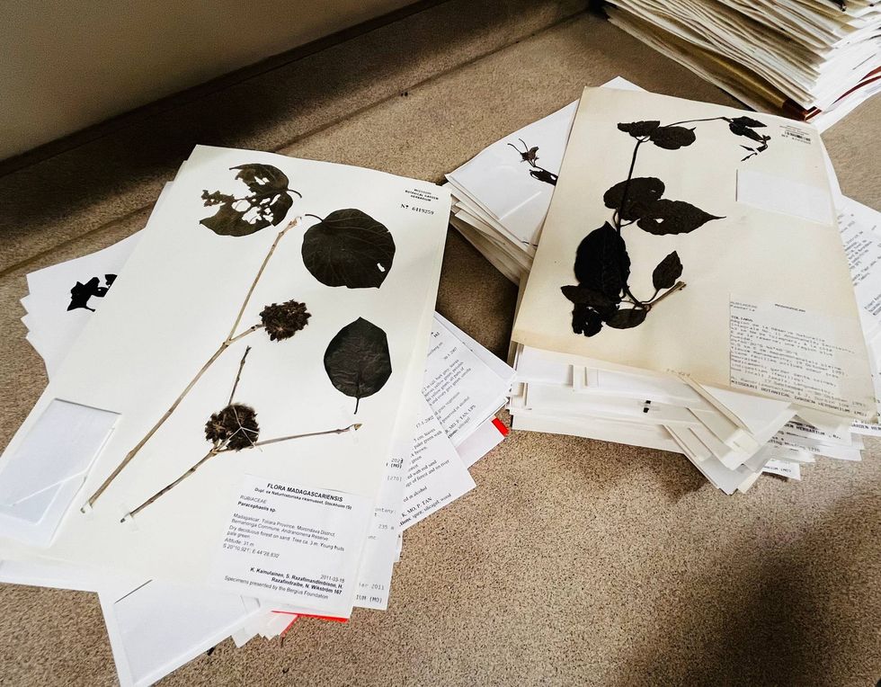Examples of herbarium specimens at the Missouri Botanical Garden