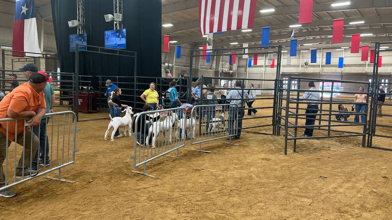 Exhibitors prepare to show goats at the State Fair of Texas livestock show.
