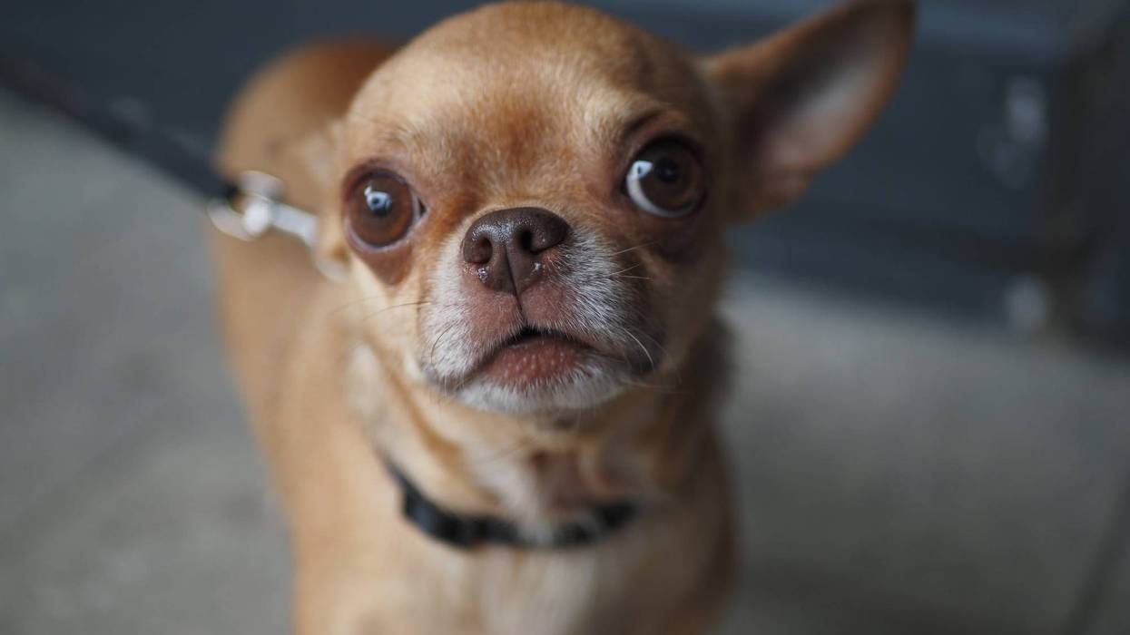 Expressive dog
