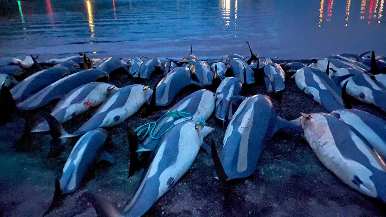 Faeroe Islands Dolphins