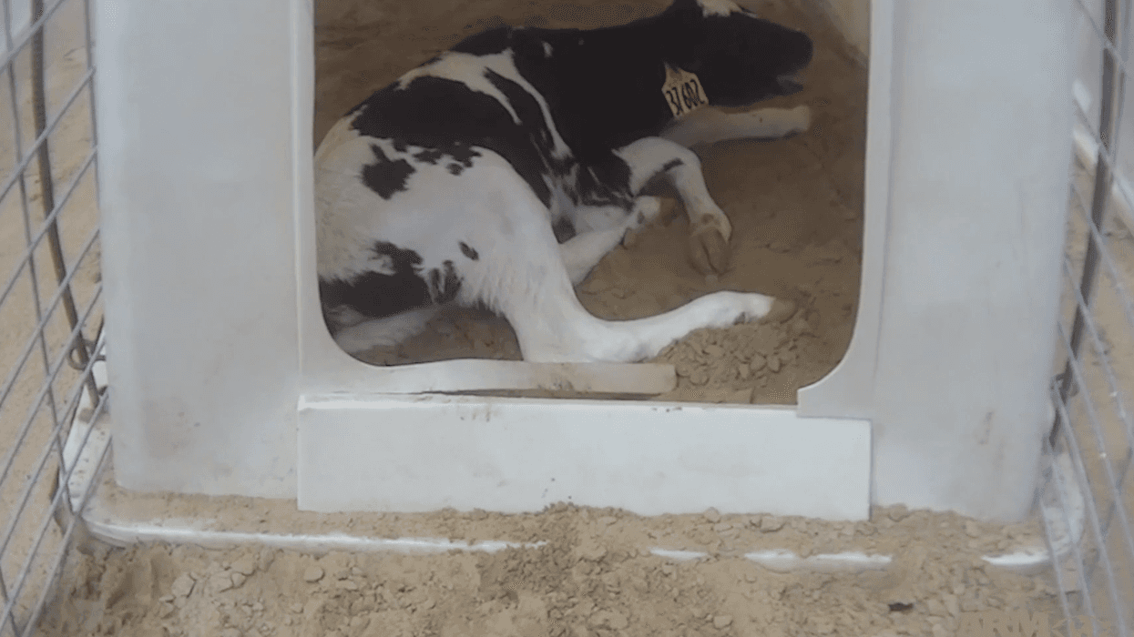 Fair Oaks Farm Animal Cruelty