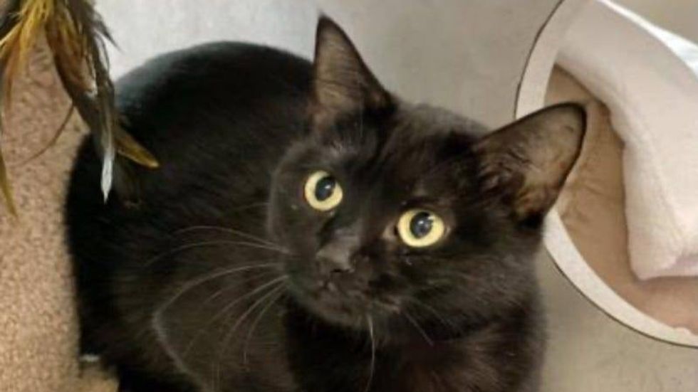 Falcon AHS February 2021