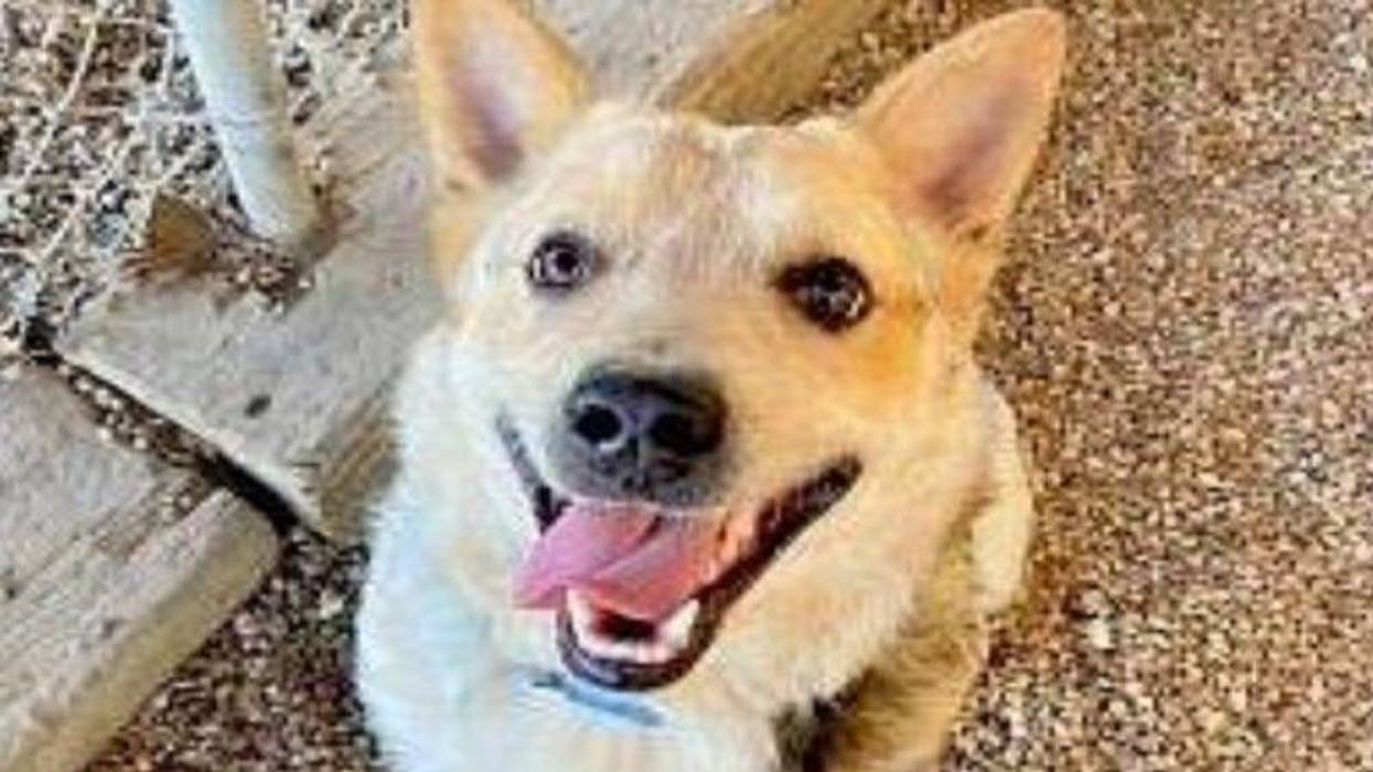 Falcon AHS February 2021