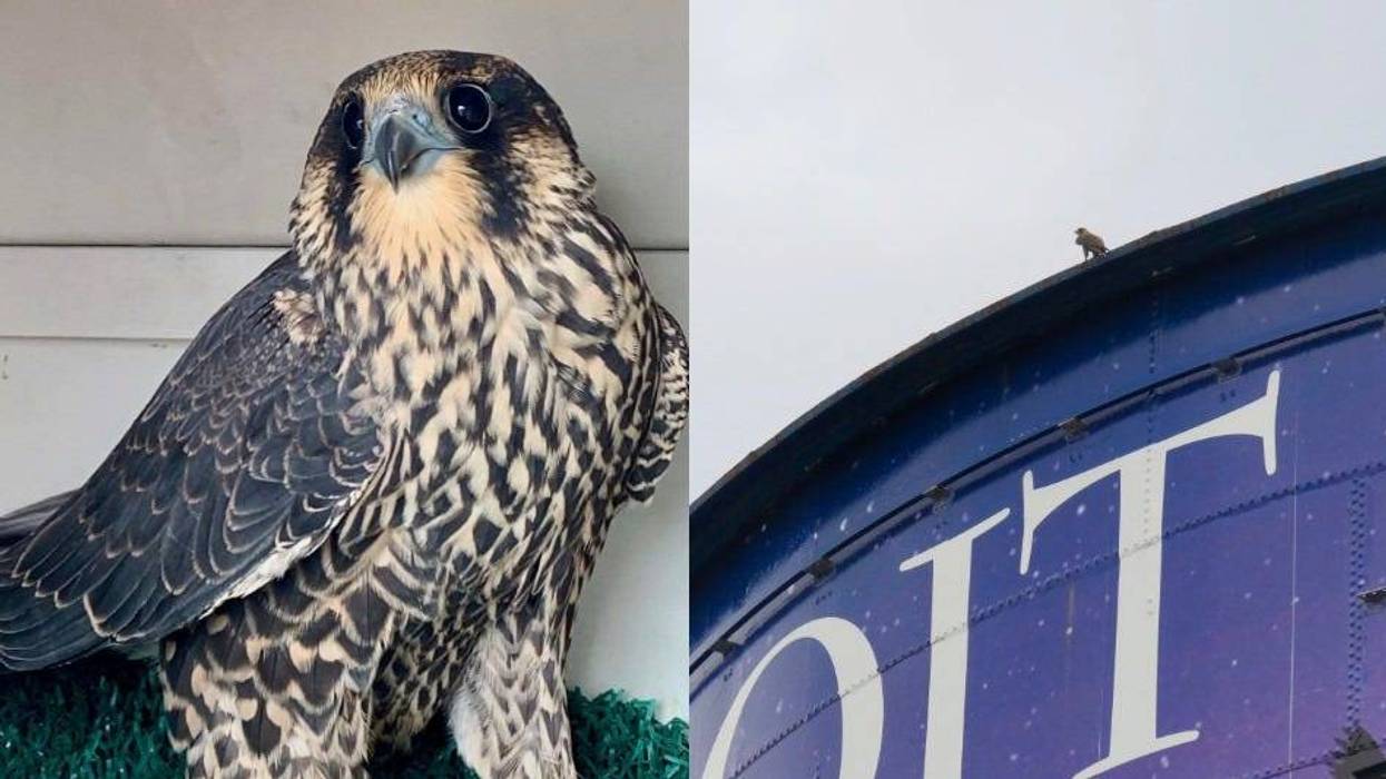 falcon at zoo