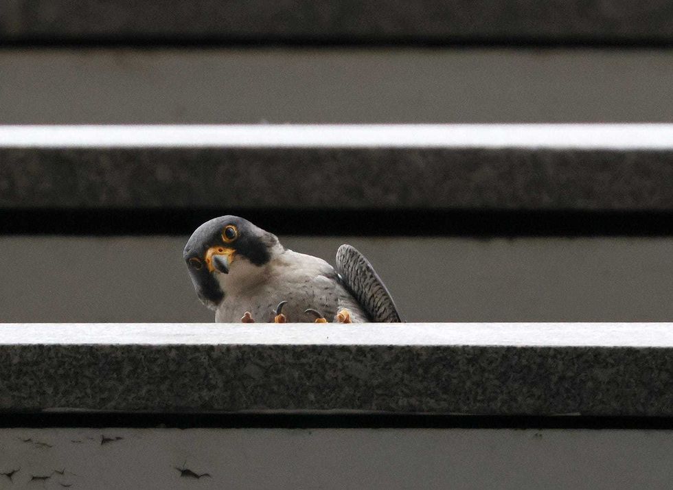 falcon
