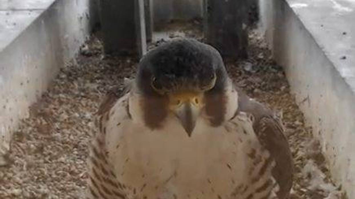Falcons At Evanston Public Library
