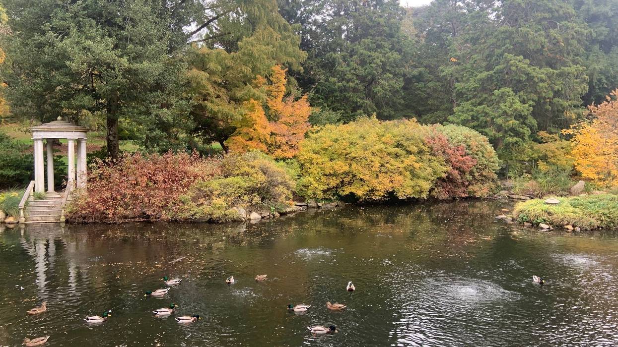 Fall colors at Morris Arboretum and Gardens