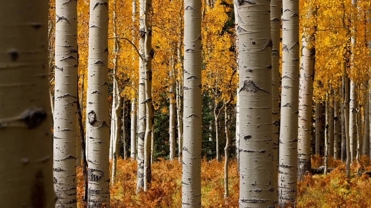 Fall Foliage Arizona