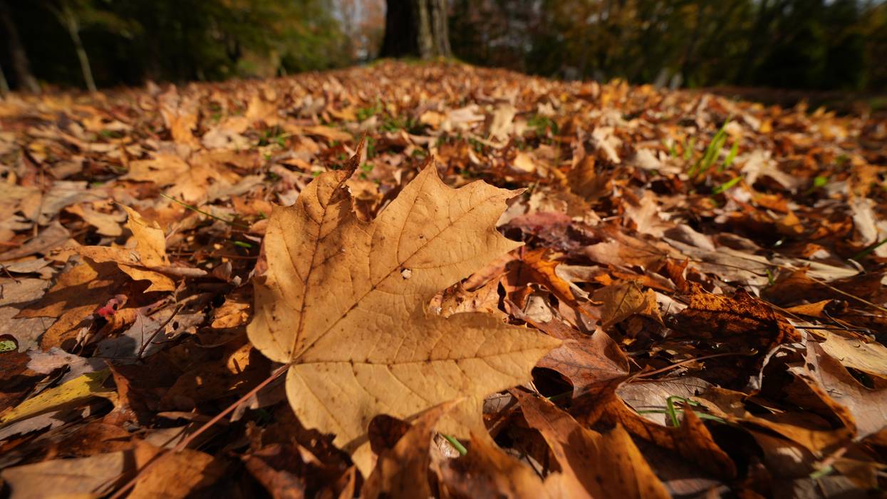 Fall Foliage Maine