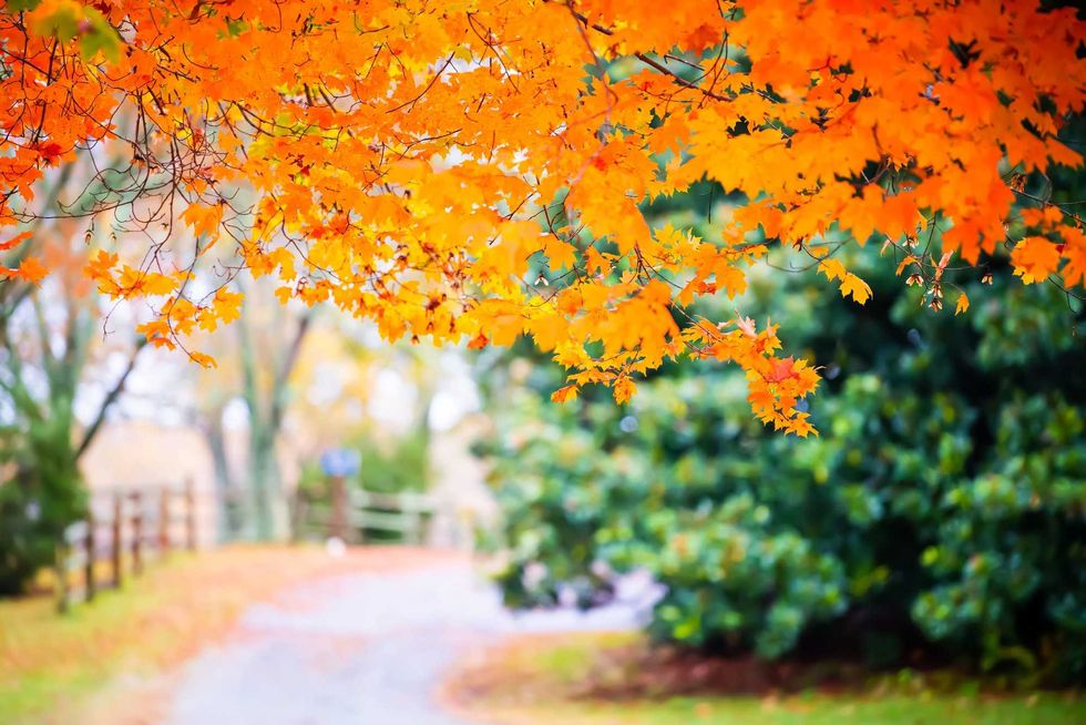 Fall in Virginia