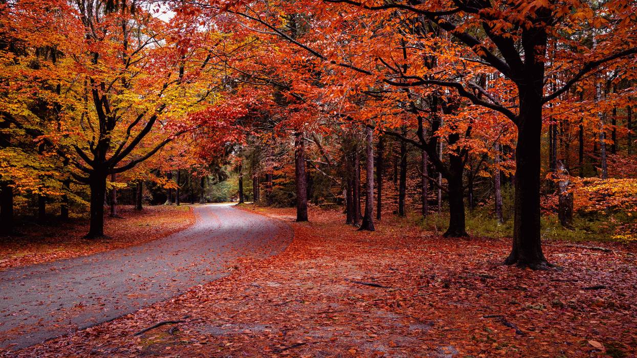 Fall leaves