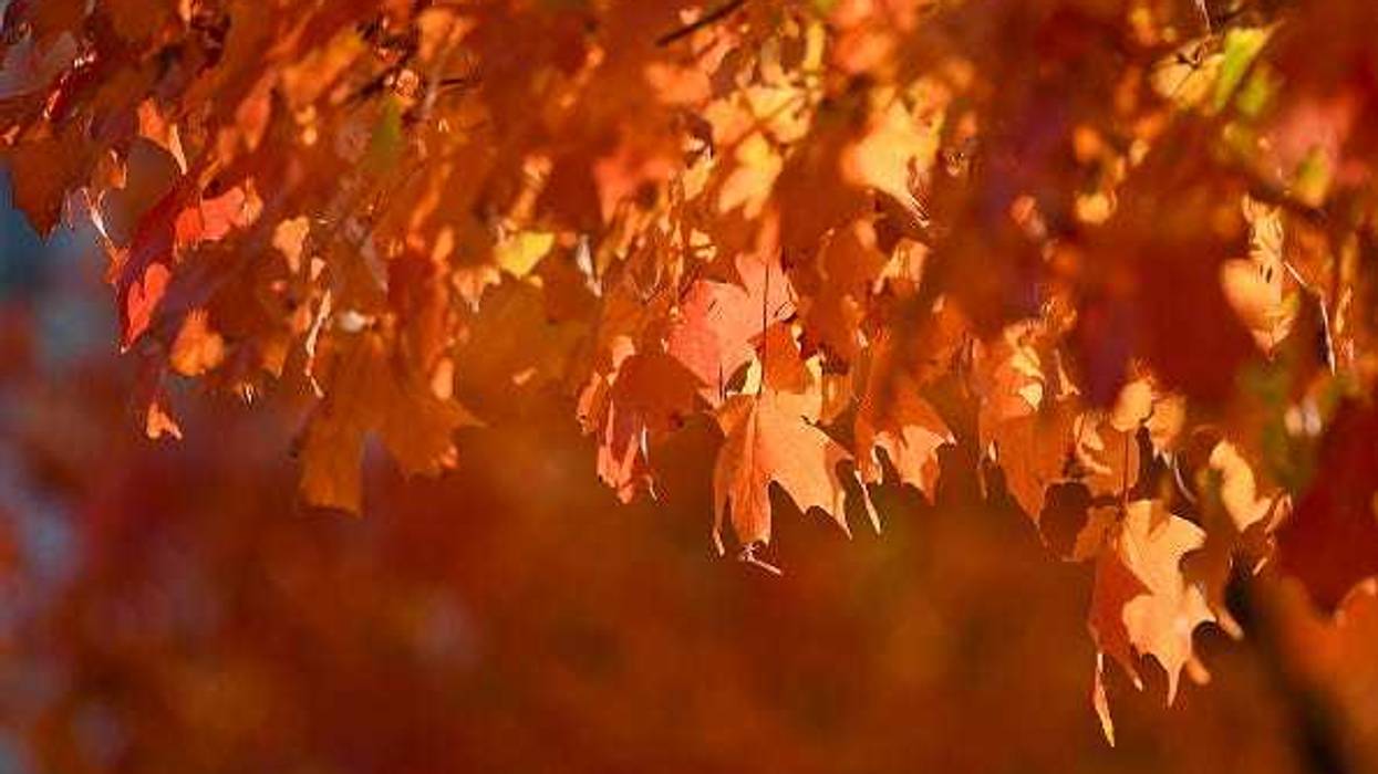 Fall