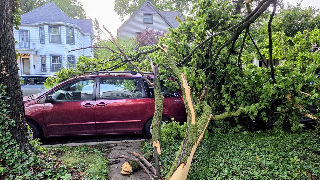 fallen tree on car