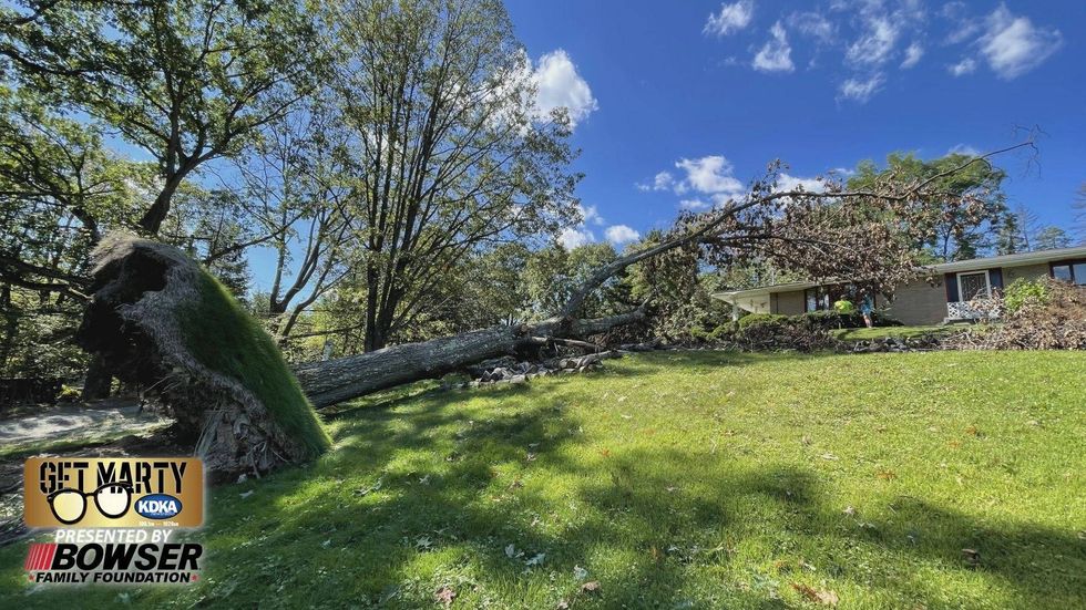 Fallen Tree