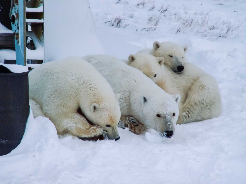 Family of polar bears on Wrangel Island
