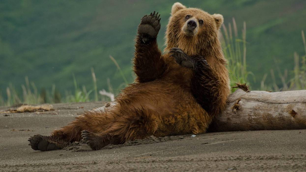 Family Raises A Bear For Two Years Thinking It Was A Dog