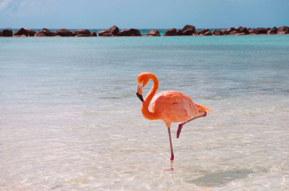 Famous fugitive flamingo sighted near Port Lavaca