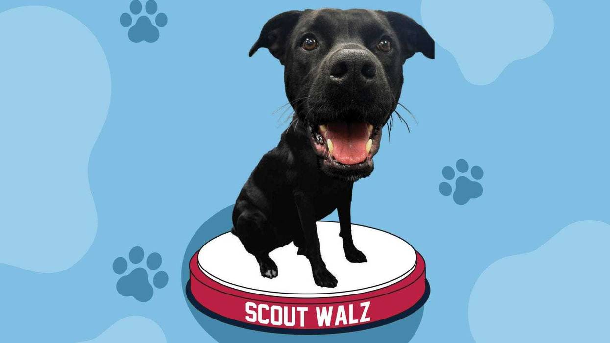 Fans of Governor Tim Walz - or dogs - can now get their hands a special collective figurine, thanks to The National Bobblehead Hall of Fame and Museum.