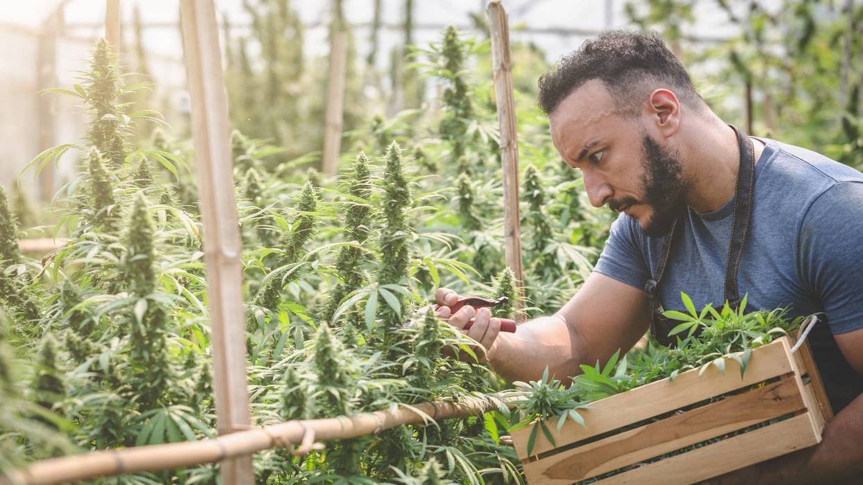 Farmer checking hemp plants in the field, Cultivation of marijuana, flowering cannabis plant as a legal medicinal drug.