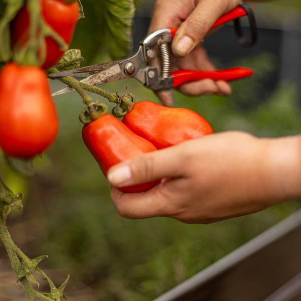 Farmer is harvesting san marzano tomatoes