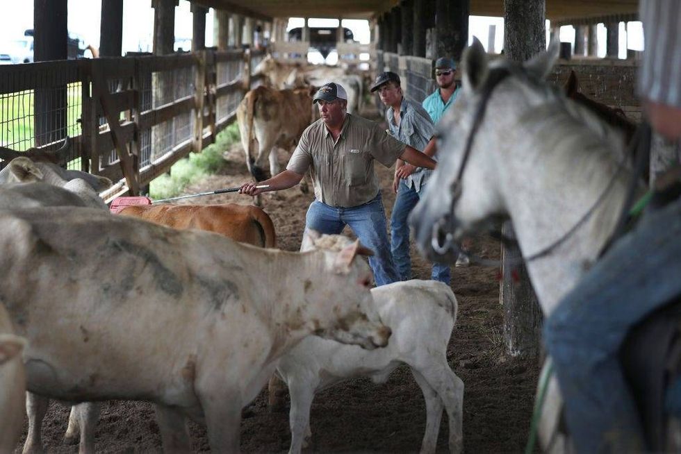Farmer rounds up cattle on a pasture next to the Gulf of Mexico to take them to safe ground before the possible arrival of Hurricane Laura in Cameron, Louisiana
