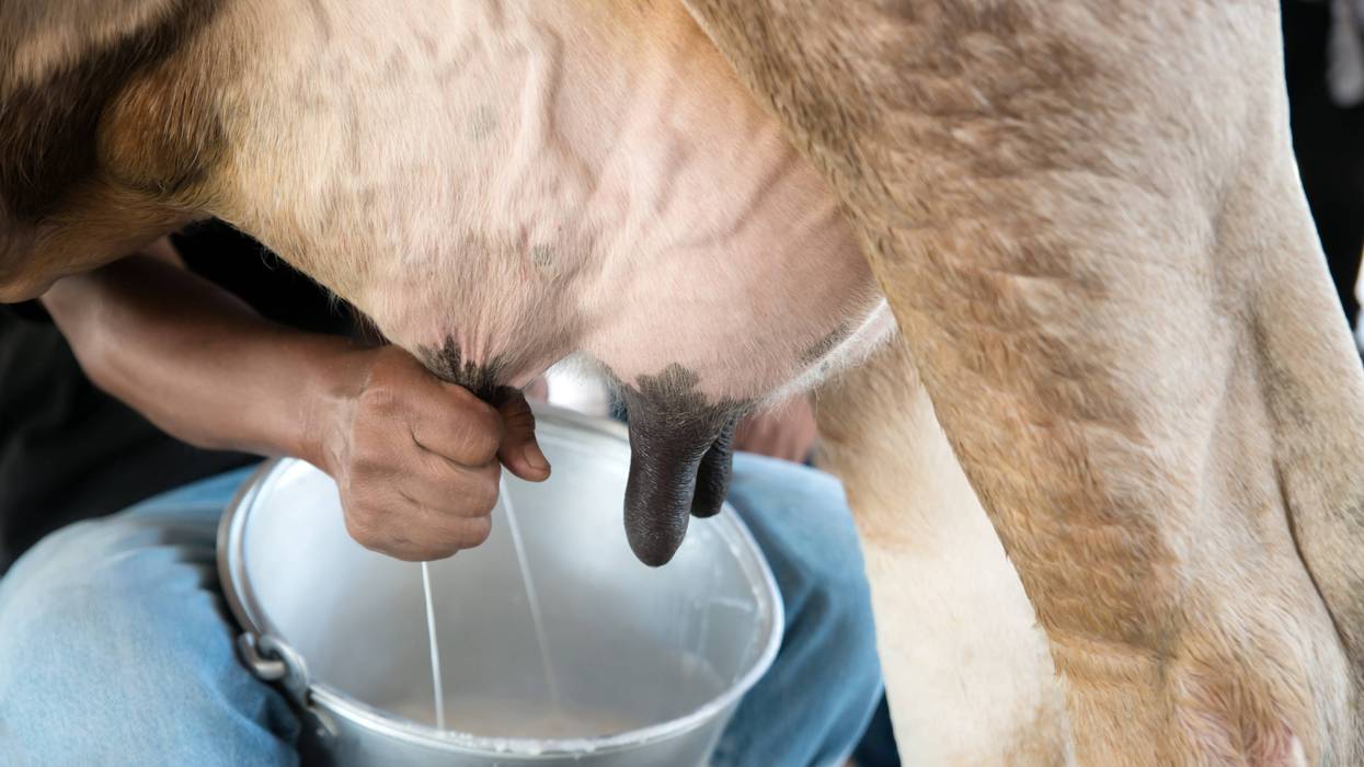 Farmer worker hand milking cow in cow milk farm