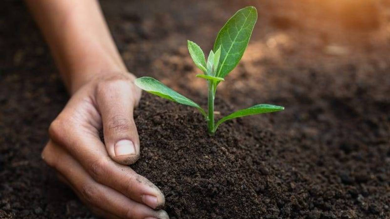Farmers hand seedling Getty Images