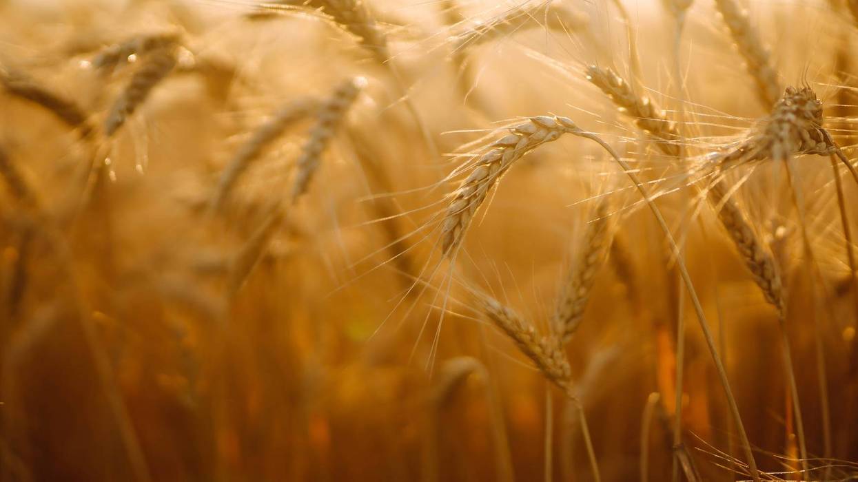 Farmers in the Mitten State said they won't be able to make up for almost one third of the world's wheat supply that was disrupted after Russia invaded Ukraine almost two months ago.