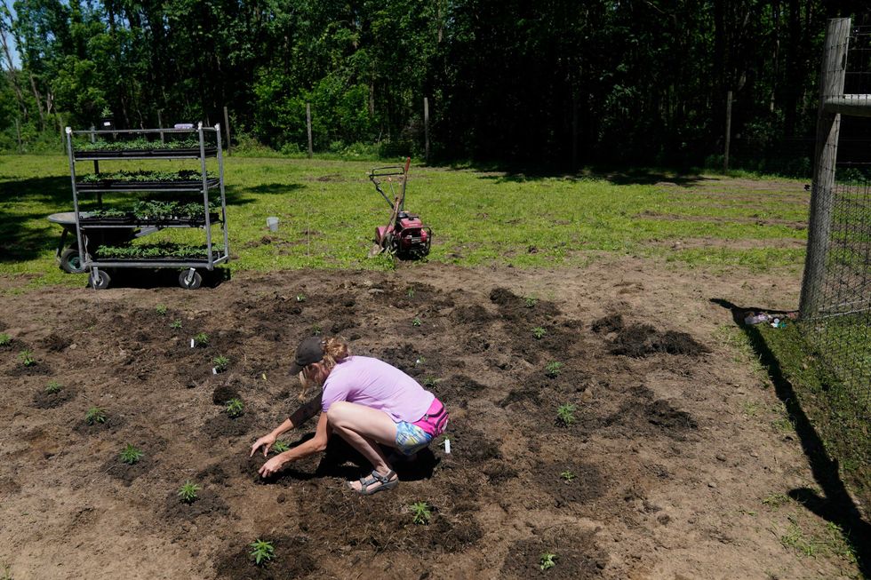 Faryl Hewlett plants marijuana plants for the adult recreational market at Homestead Farms and Ranch in Clifton Park, N.Y., Friday, June 3, 2022
