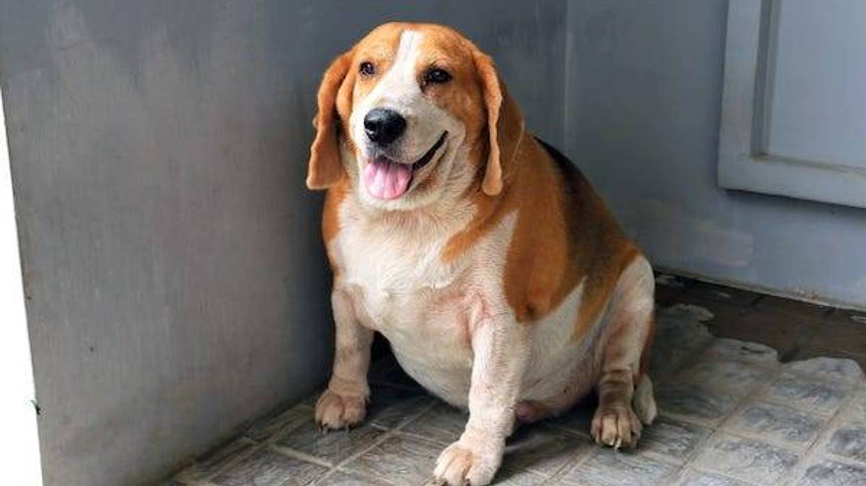 Fat beagle waiting for a snack