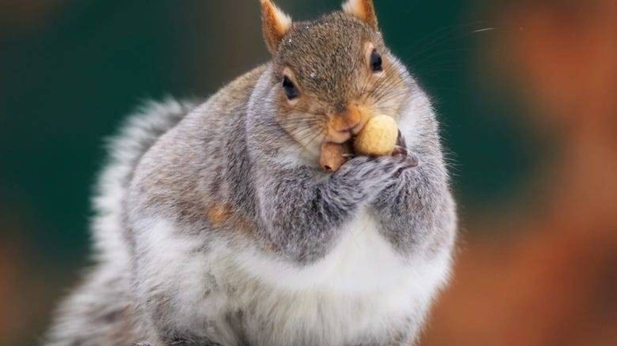 Fat squirrel eating peanuts
