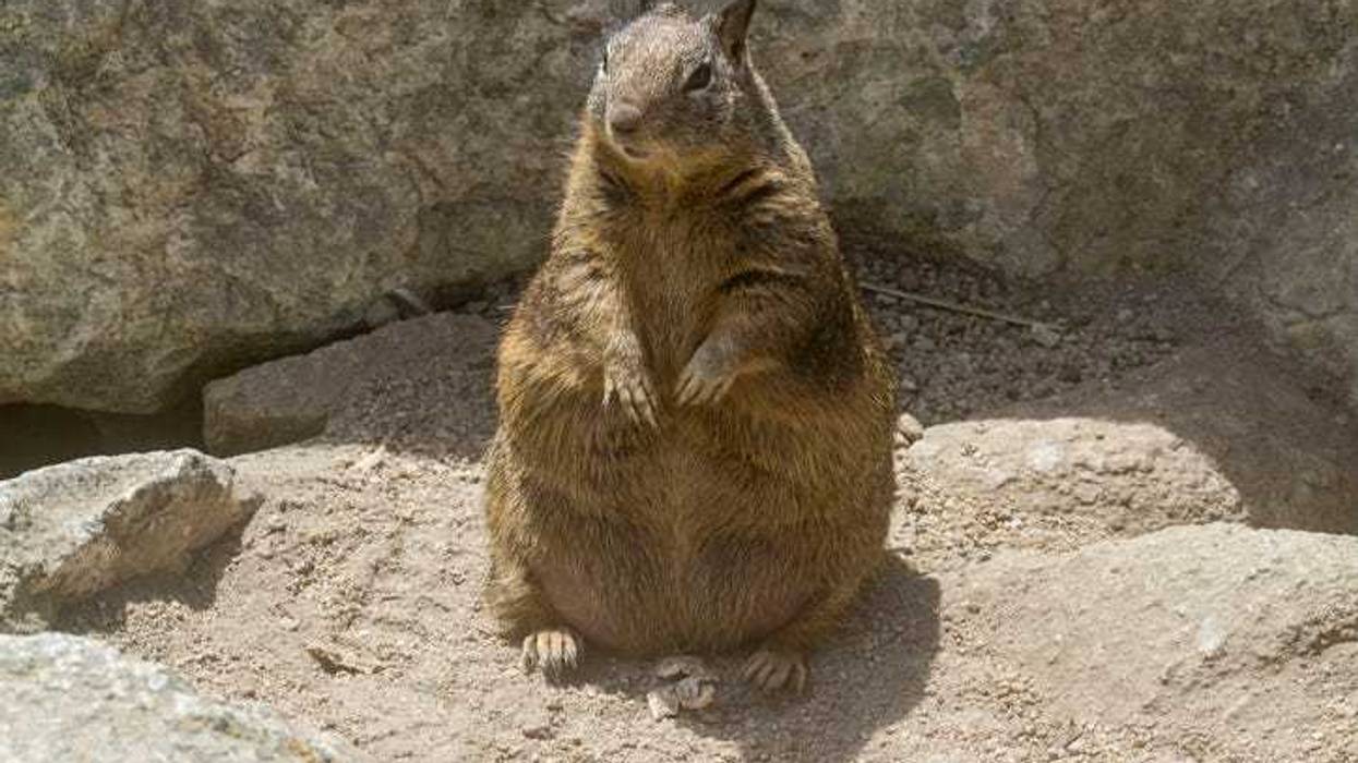 Fat squirrel goes viral on U-M campus
