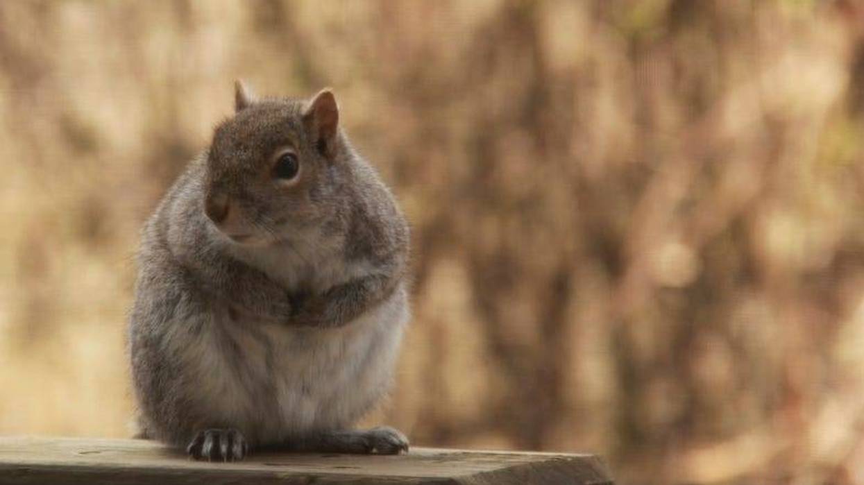 Fat squirrel