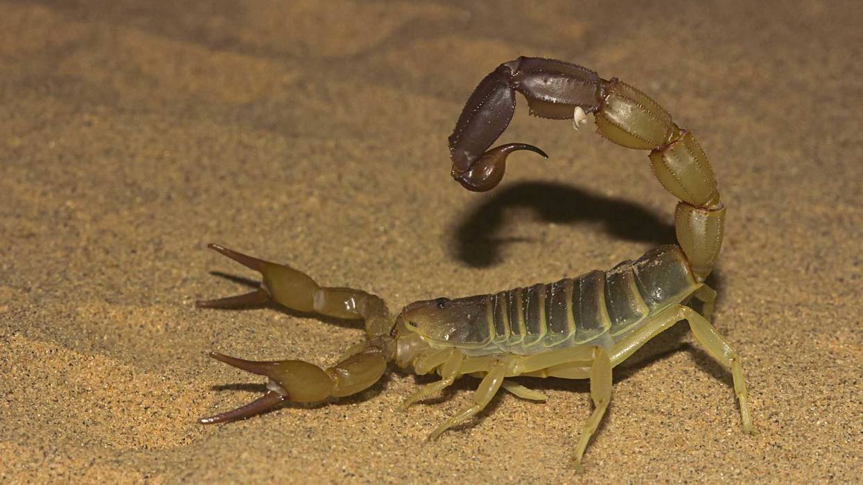 fat-tailed scorpion