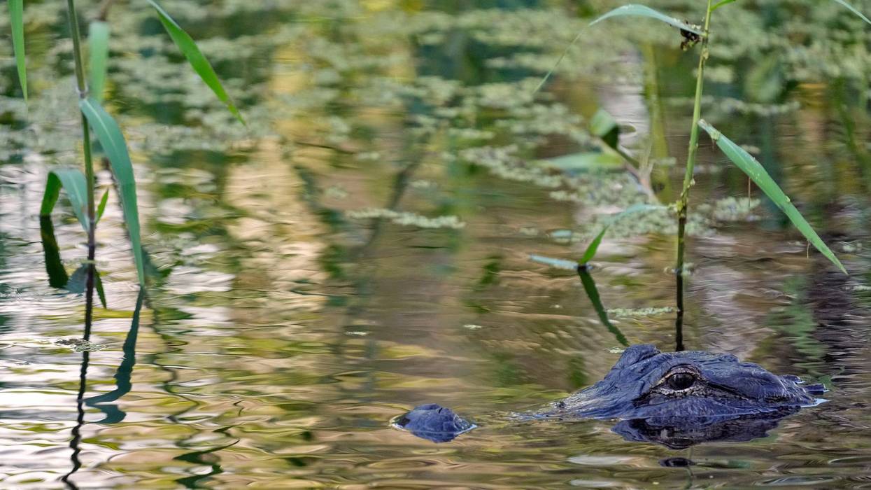 Fatal Alligator Attack-Florida