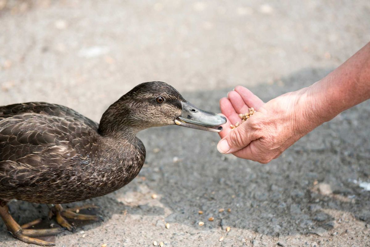 feeding a duck