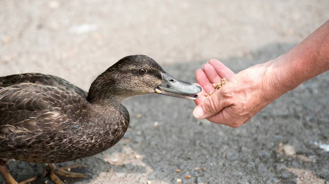 feeding a duck