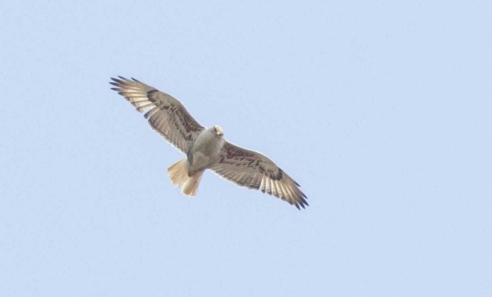 Female Ferruginous Hawk
