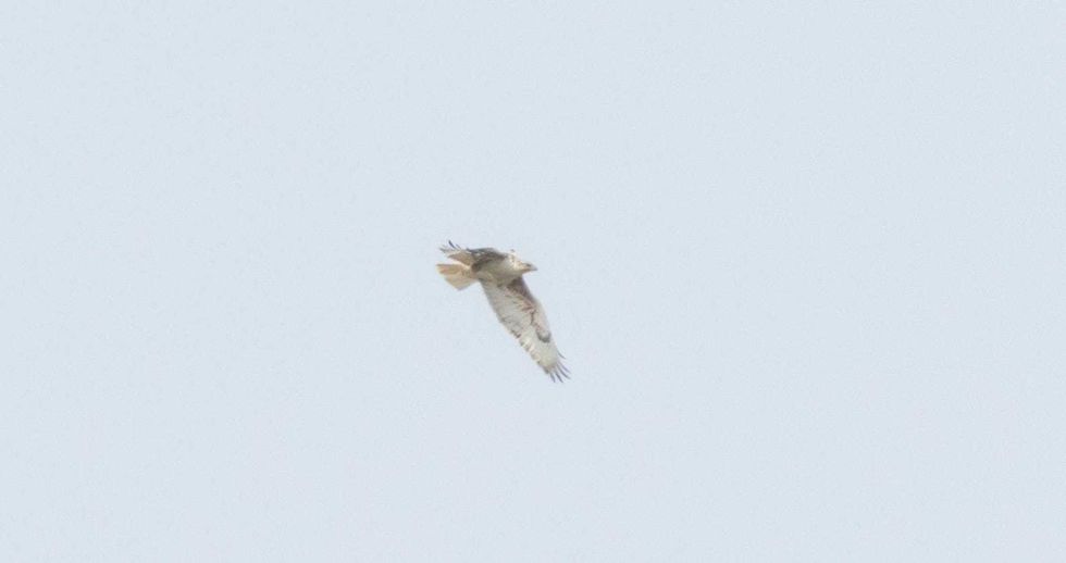 Female Ferruginous Hawk